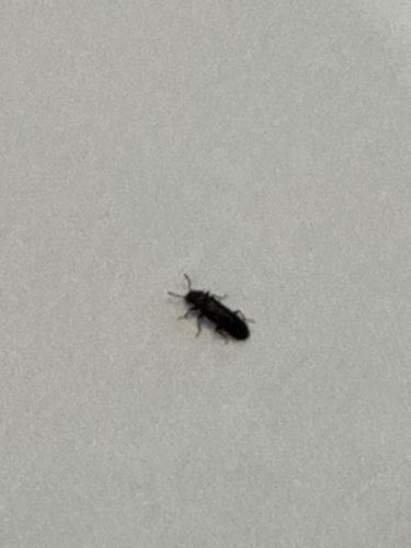 Red Flour Beetle or Confused Flour Beetle (likely)