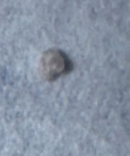 Debris-carrying Lacewing Larva / Trash bug