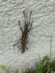 Striped Walkingstick, Two-striped Walking Stick