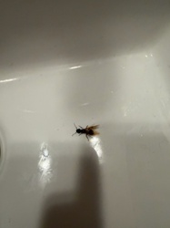Carpenter Ant (Winged Reproductive)