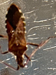 Brown Marmorated Stink Bug