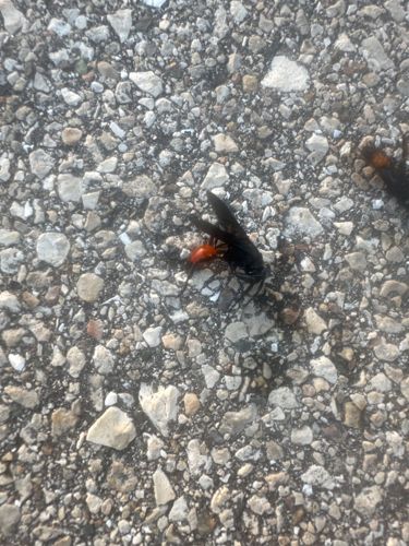 Velvet Ant (likely a female Dasymutilla occidentalis, also known as Eastern Velvet Ant or Cow Killer)