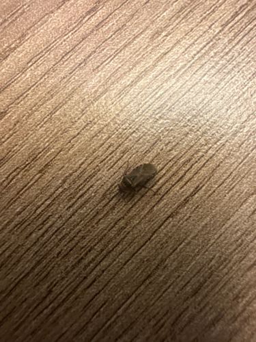 Booklouse or Barklouse