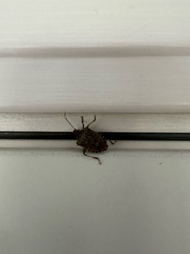 Brown Marmorated Stink Bug