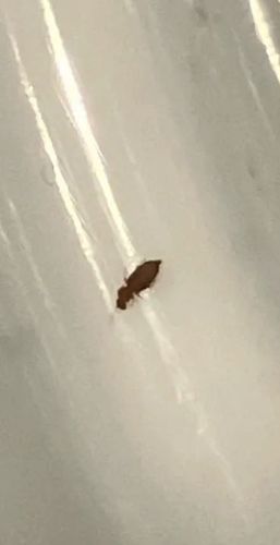 Booklouse (or Psocid)