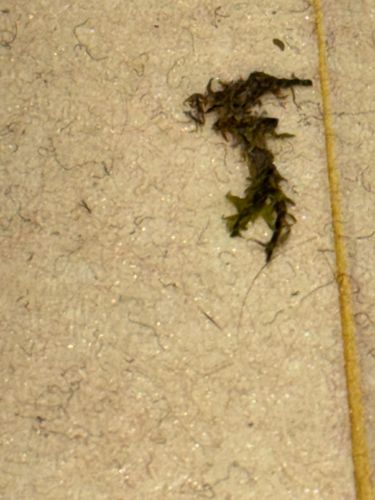 Bagworm Moth Larva (Casebearer)