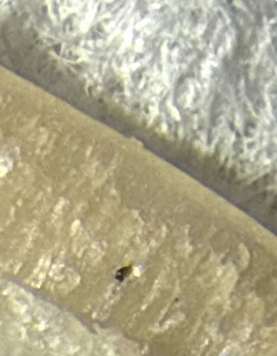 Booklouse (or Psocid)