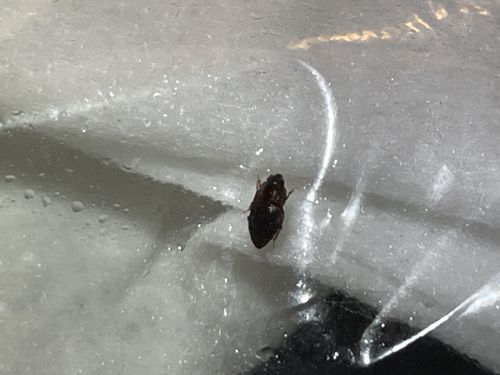 Sawtoothed Grain Beetle