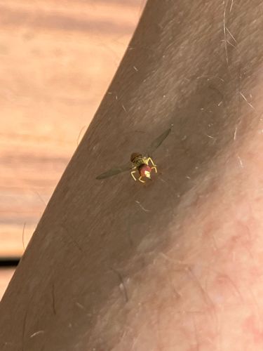 Hoverfly (Flower Fly)