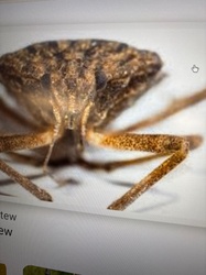 Brown Marmorated Stink Bug