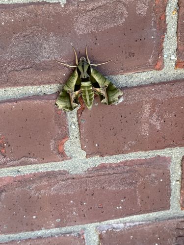 Pandora Sphinx Moth