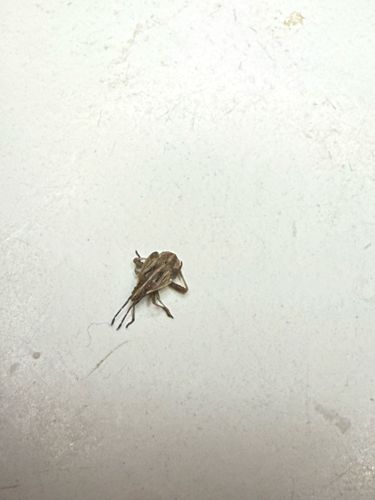 Leafhopper (likely a planthopper due to the shape)