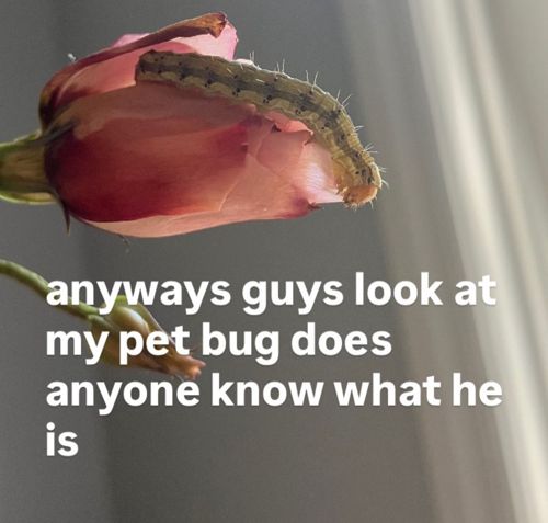 Cabbage Looper (caterpillar stage)