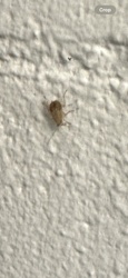 Booklouse (or Psocid)