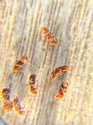 Bark Beetle