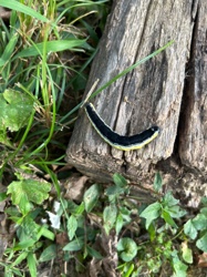 Yellow-striped Armyworm