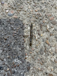 Dobsonfly Larva