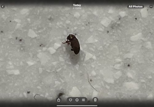 Drugstore Beetle, Bread Beetle, Biscuit Beetle