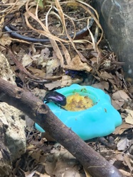 Flower Beetle / Jewel Beetle