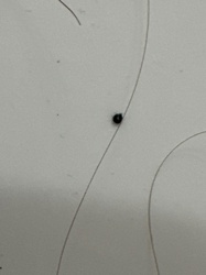 Head Louse