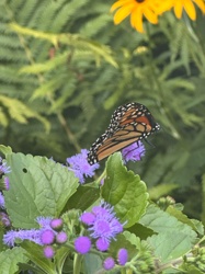 Monarch Butterfly