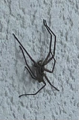 Wall Spider