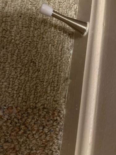 Carpet Beetle (likely Varied Carpet Beetle or Black Carpet Beetle)