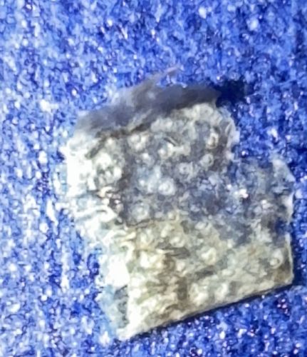 Case-bearing Clothes Moth (Larva case)