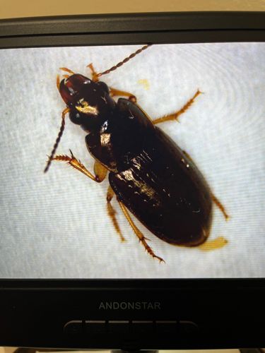 Ground Beetle