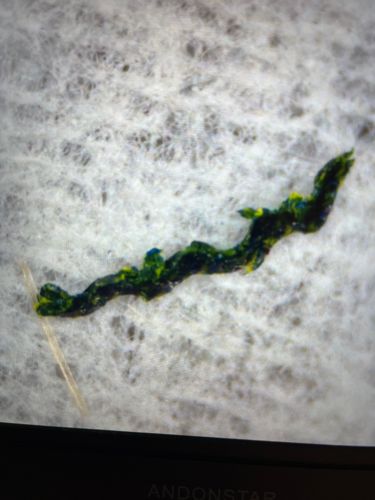 Bagworm Moth Larva (Casemaking Bagworm)