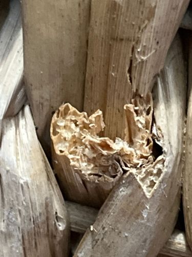 Drywood Termite (damage)