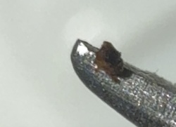 Dog Tick (American Dog Tick)