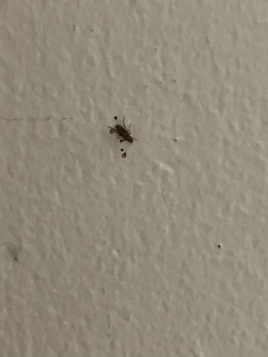 Plaster Beetle / Minute Brown Scavenger Beetle