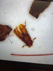 Sawtoothed Grain Beetle