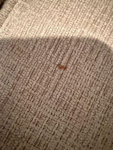 Bed Bug