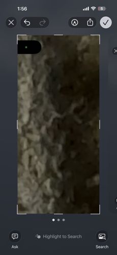 Bark or Lichen (Not an insect)