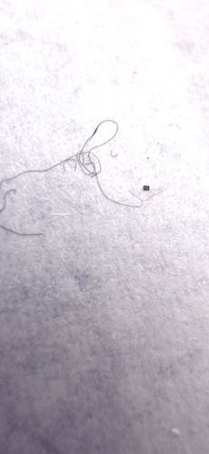 Carpet Beetle