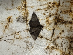 Moth (likely a geometrid moth, commonly known as an 'inchworm moth' or 'looper moth')