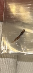 Indian meal moth (larva/pupa)