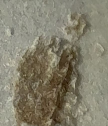 Household Casebearer or Plaster Bagworm