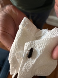 Carabid beetle or Ground beetle