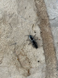 Eastern Eyed Click Beetle