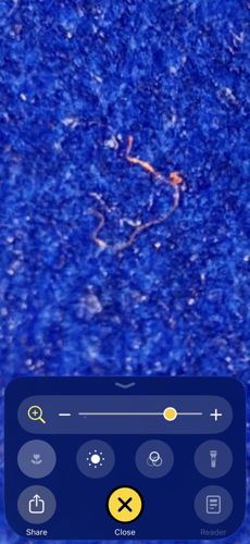Lint or Fiber (Not an insect)