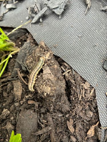 Cutworm (larva of a Noctuid Moth)