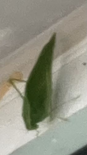 Praying Mantis