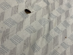 German Cockroach