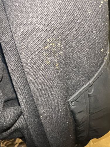 Webbing Clothes Moth
