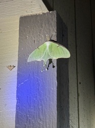 Luna Moth