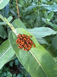 Large Milkweed Bug