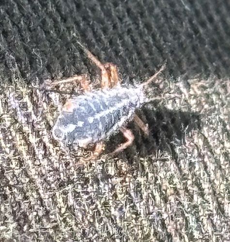 Ant mimic planthopper nymph (likely)